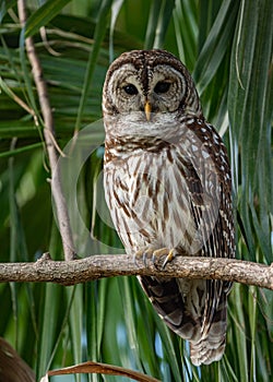 Barred Owl Portrait