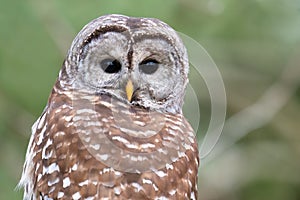 Barred Owl Portrait, Downsview Park