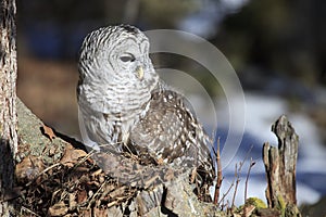 Barred Owl in Portrait Mode