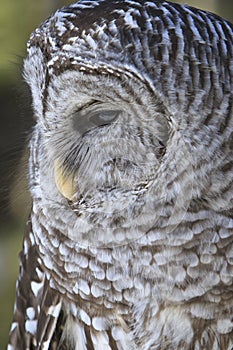 Barred owl in portrait position