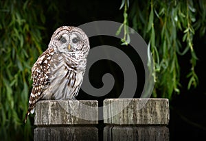 Barred Owl on Post