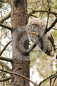 Barred Owl Preening