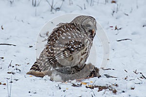 Barred Owl on prey