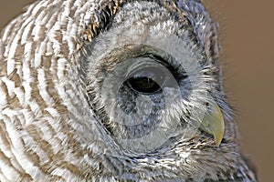 Barred Owl Profile