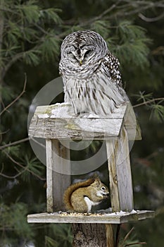 Barred Owl and Red Squirrel - Predator and Prey