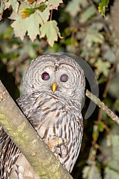 A Barred Owl resting on the branch.