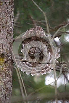 Barred Owl resting in forest