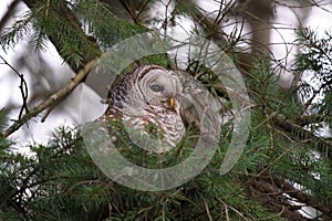 Barred Owl resting in forest