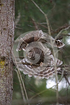 Barred Owl resting in forest