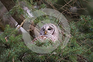 Barred Owl resting in forest