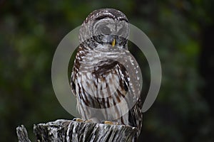 Barred owl resting on perch.