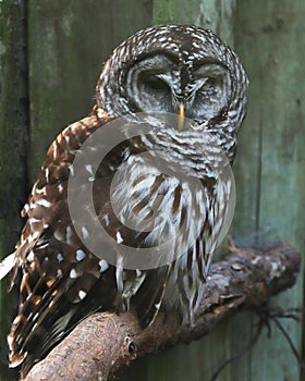 Barred owl resting on perch