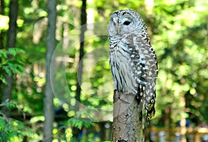 Barred owl resting on a perch with a blurry background.