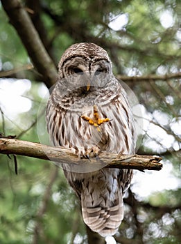 Barred Owl resting on a tree branch