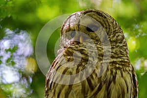 Barred Owl resting on a tree branch