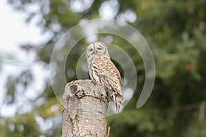 Barred Owl resting on a tree branch