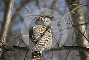 Barred Owl Retrospect