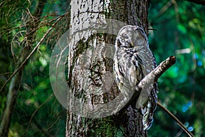 Barred owl at Saint Edwards Park