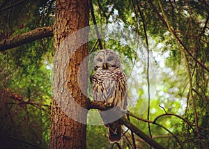 Barred owl at Saint Edwards Park