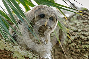 Barred Owl Sarasota Florida