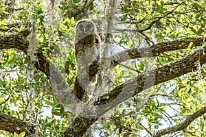 Barred Owl Sarasota Florida Winter