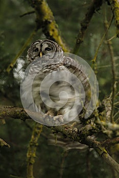 A Barred Owl shaking its feathers dry in the rain