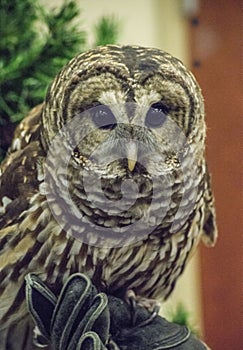A Barred Owl sits near a green pine branch.