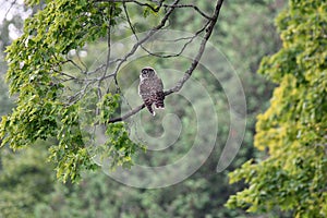 Barred Owl sits perched on a branch over a hay field
