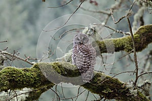 Barred Owl Sitting on a Branch