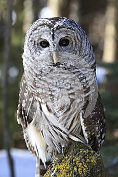 Barred owl sitting on log