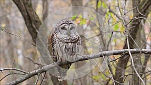 Barred Owl Sitting On Perch