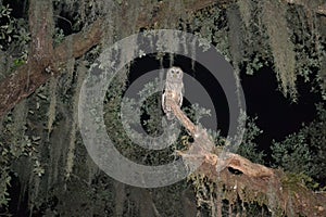 Barred Owl sitting on tree branch