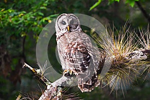 Barred owl sitting on tree branch