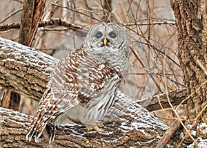 Barred Owl sitting on tree branch against blur background