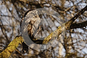 A Barred Owl sleeping on a branch in the sun