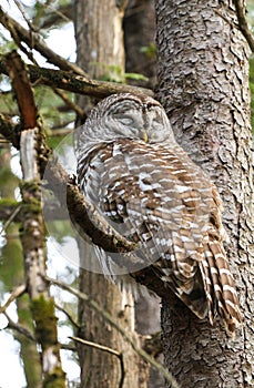 Barred Owl Sleeping in a Tree