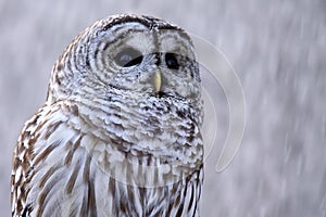 Barred Owl In Snow