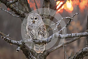 Barred Owl standing on a tree branch with sunset background, Quebec