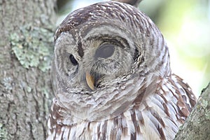 Barred Owl Strix varia