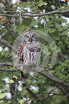 Barred Owl Strix varia