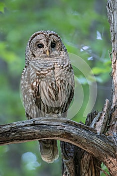 Barred Owl Strix varia