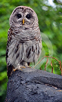 The barred owl Strix varia