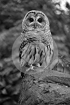 The barred owl Strix varia