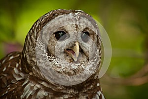 Barred Owl (Strix varia)