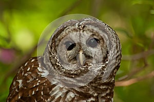 Barred Owl (Strix varia)