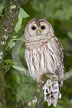 Barred owl (Strix varia)