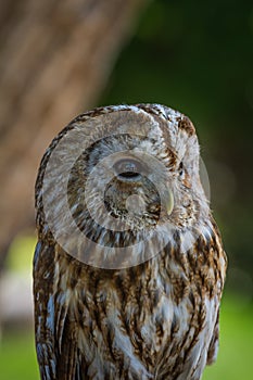 Barred owl (strix varia)
