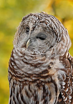 Barred Owl (Strix varia)