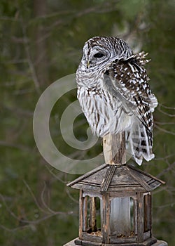 Barred Owl (Strix varia)