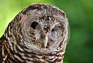 Barred Owl (Strix varia)